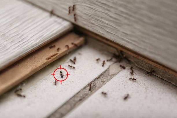 Best Insect Control  in Campbell, OH