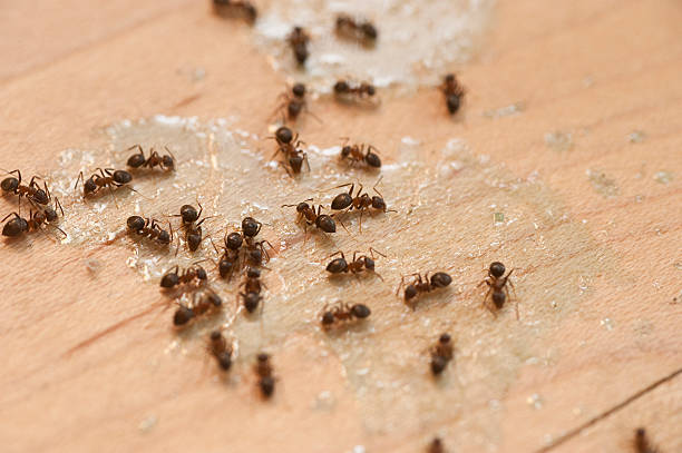 Best Affordable Pest Control Services  in Campbell, OH